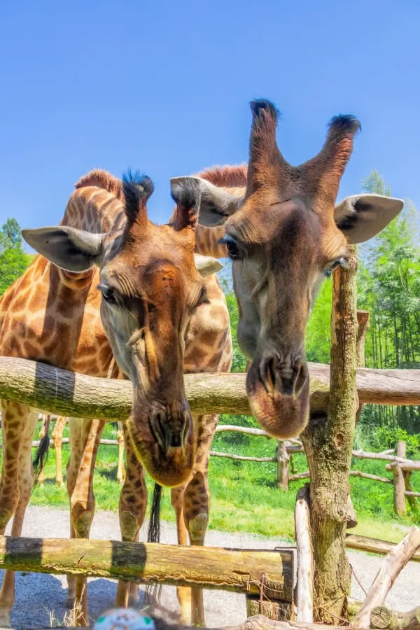 Giraffe Manor Hotel — фотография 2 из публикации
